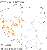 wystepowanie - Veronica catenata (przetacznik wodny)