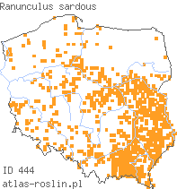 wystepowanie - Ranunculus sardous (jaskier sardyński)