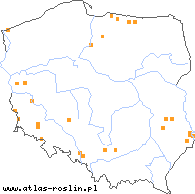 wystepowanie - Veronica prostrata (przetacznik rozesłany)