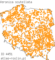 wystepowanie - Veronica scutellata (przetacznik błotny)