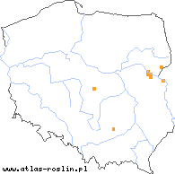 wystepowanie - Orobanche coerulescens (zaraza błękitnawa)