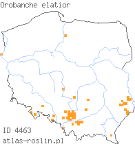 wystepowanie - Orobanche elatior (zaraza wielka)