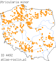 wystepowanie - Utricularia minor (pływacz drobny)