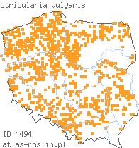 wystepowanie - Utricularia vulgaris (pływacz zwyczajny)