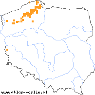 wystepowanie - Littorella uniflora (brzeżyca jednokwiatowa)