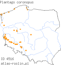 wystepowanie - Plantago coronopus (babka pierzasta)