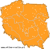 wystepowanie - Plantago major (babka zwyczajna)