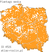 wystepowanie - Plantago media (babka średnia)