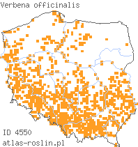 wystepowanie - Verbena officinalis (werbena pospolita)