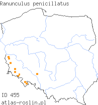 wystepowanie - Ranunculus penicillatus (jaskier pędzelkowaty)