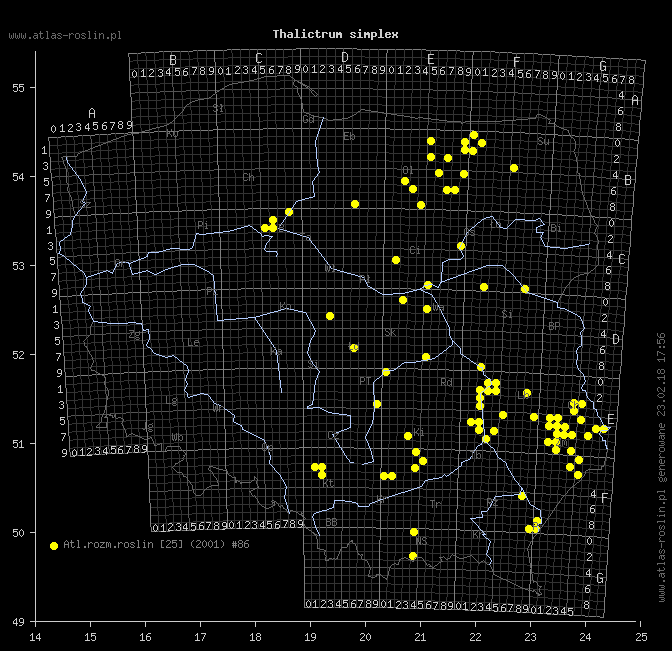 wystepowanie - Thalictrum simplex (rutewka pojedyncza)