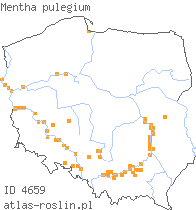 wystepowanie - Mentha pulegium (mięta polej)