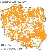 wystepowanie - Clinopodium acinos (czyścica drobnokwiatowa)