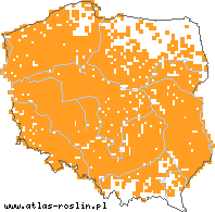 wystepowanie - Ballota nigra (mierznica czarna)