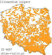 wystepowanie - Clinopodium vulgare (klinopodium pospolite)