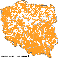 wystepowanie - Galeopsis bifida (poziewnik dwudzielny)