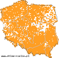 wystepowanie - Galeopsis tetrahit (poziewnik szorstki)