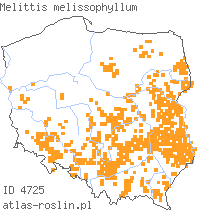 wystepowanie - Melittis melissophyllum (miodownik melisowaty)