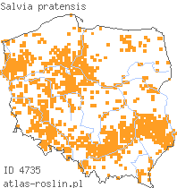 wystepowanie - Salvia pratensis (szałwia łąkowa)