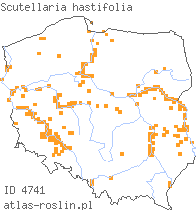 wystepowanie - Scutellaria hastifolia (tarczyca oszczepowata)