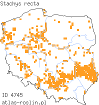 wystepowanie - Stachys recta (czyściec prosty)