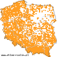 wystepowanie - Stachys sylvatica (czyściec leśny)