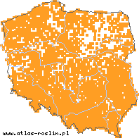 wystepowanie - Stachys palustris (czyściec błotny)