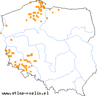 wystepowanie - Stachys arvensis (czyściec polny)