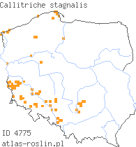 wystepowanie - Callitriche stagnalis (rzęśl wielkoowockowa)