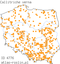 wystepowanie - Callitriche verna (rzęśl wiosenna)