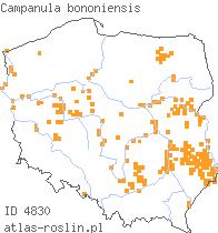 wystepowanie - Campanula bononiensis (dzwonek boloński)