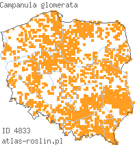 wystepowanie - Campanula glomerata (dzwonek skupiony)