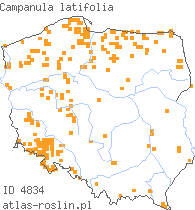 wystepowanie - Campanula latifolia (dzwonek szerokolistny)