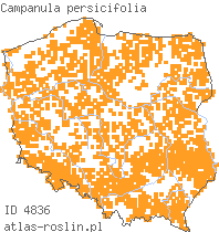 wystepowanie - Campanula persicifolia (dzwonek brzoskwiniolistny)