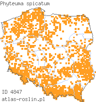 wystepowanie - Phyteuma spicatum (zerwa kłosowa)