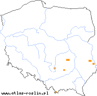 wystepowanie - Ligularia sibirica (języczka syberyjska)