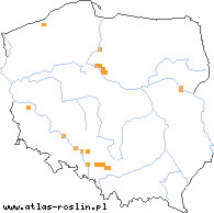 wystepowanie - Helianthus ×laetiflorus (słonecznik jaskrawy)