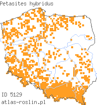 wystepowanie - Petasites hybridus (lepiężnik różowy)