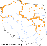 wystepowanie - Petasites spurius (lepiężnik kutnerowaty)