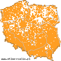 wystepowanie - Arctium lappa (łopian większy)