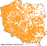 wystepowanie - Arctium minus (łopian mniejszy)