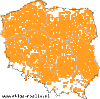 wystepowanie - Artemisia absinthium (bylica piołun)