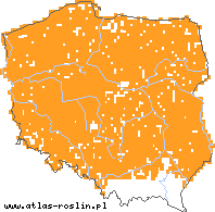 wystepowanie - Artemisia campestris (bylica polna)