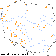 wystepowanie - Artemisia dracunculus (bylica draganek)