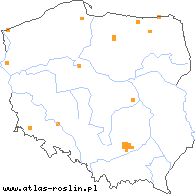 wystepowanie - Artemisia pontica (bylica pontyjska)