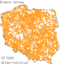 wystepowanie - Bidens cernua (uczep zwisły)