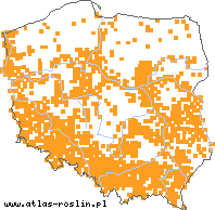 wystepowanie - Bidens frondosa (uczep amerykański)