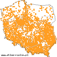 wystepowanie - Carduus acanthoides (oset nastroszony)