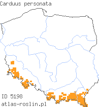 wystepowanie - Carduus personata (oset łopianowaty)