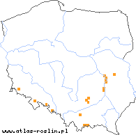 wystepowanie - Carlina longifolia (dziewięćsił długolistny)